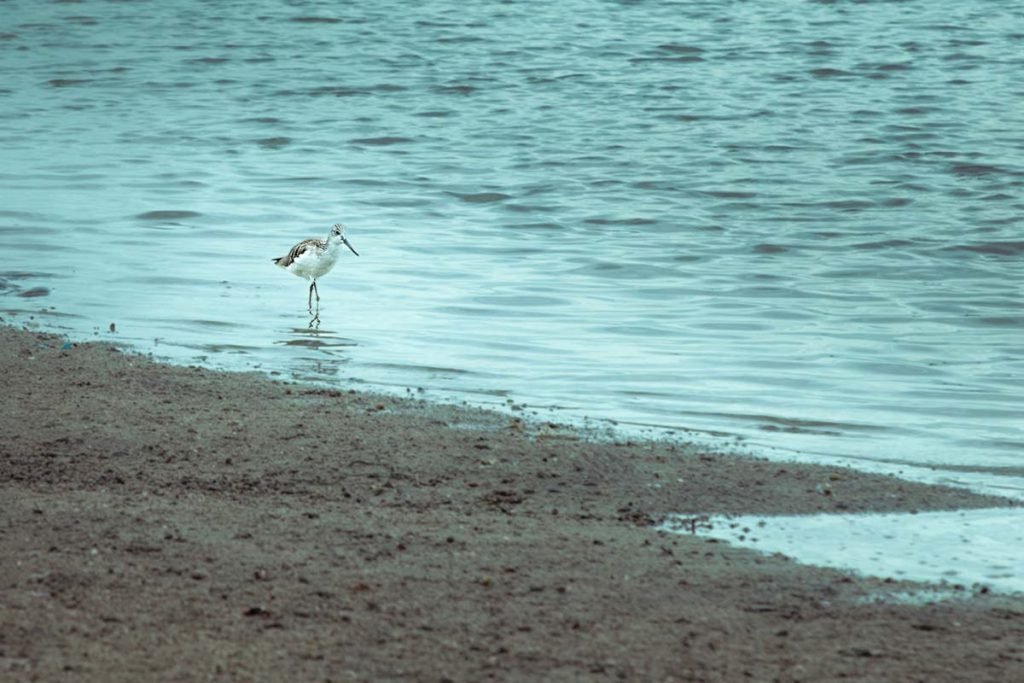 Sandpiper along the shore.