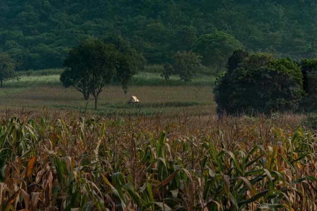 Hidden Hut nestled in a quiet farmland.