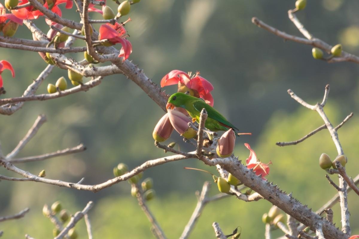 A vernal hanging parrot enjoys Nature’s Bounty, feasting on fresh fruit in its vibrant habitat.