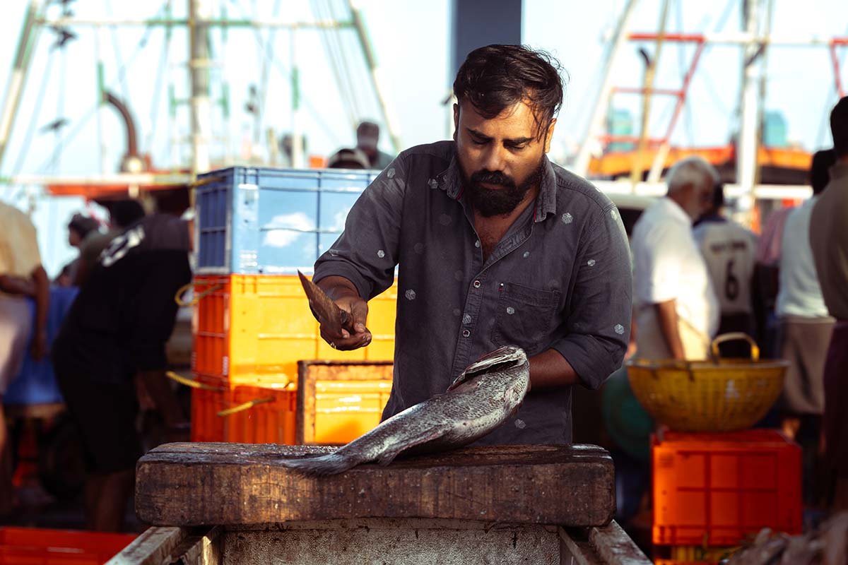 Fishermen cutting the fish with precision.
