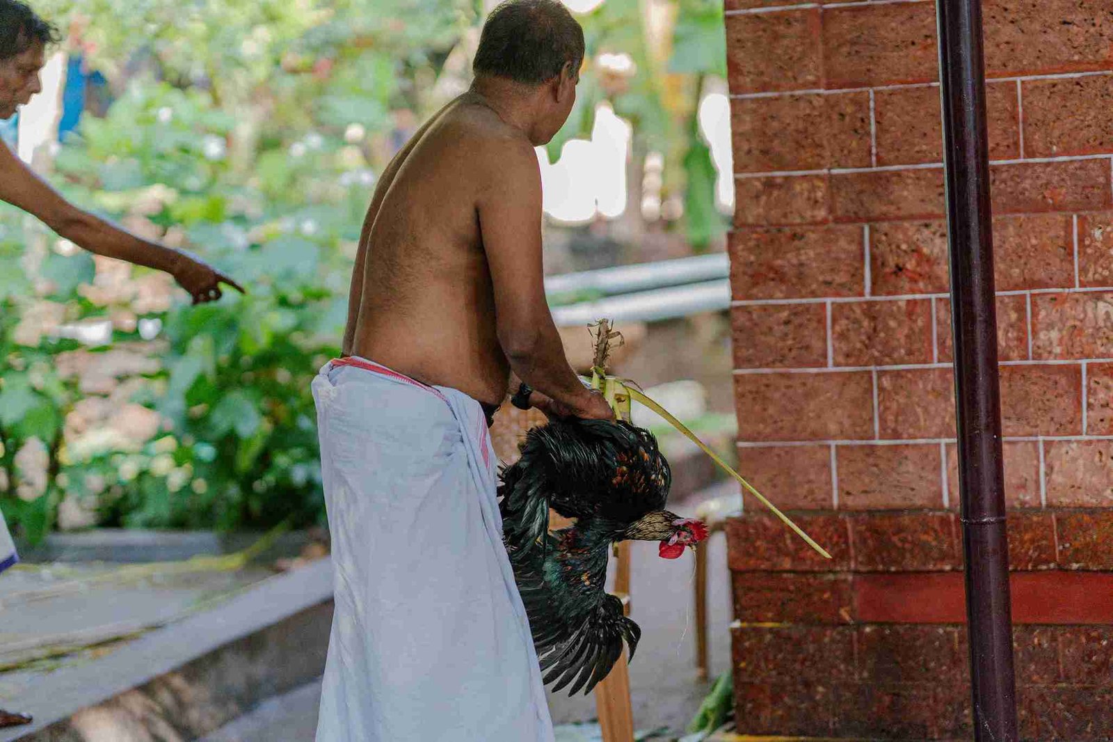 Ritual sacrifice before theyyam 