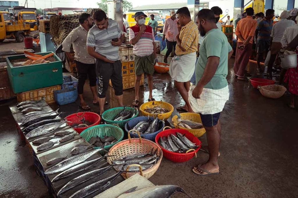 The fish are arranged and kept for trade.
