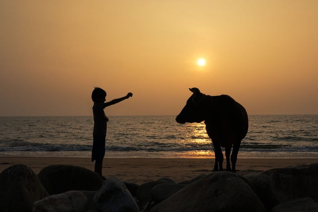 Twilight herding of a cow by a small child.